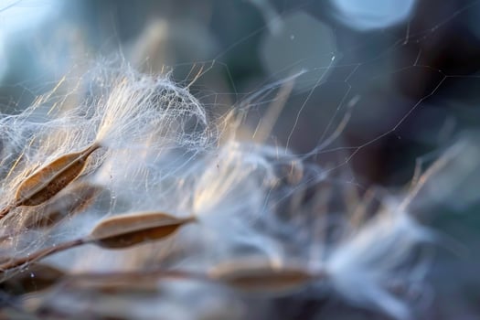 Closeup of a Plant with Seeds Background photo