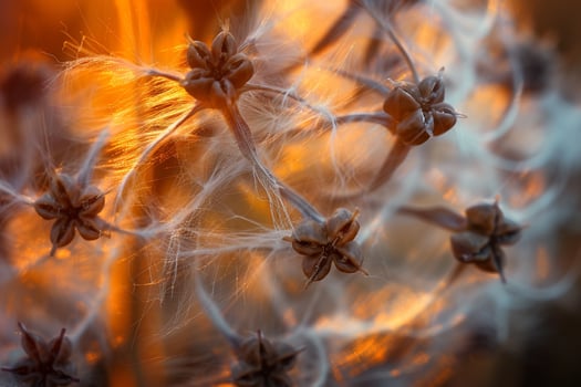of Bunch of Seeds background photo