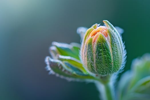 Flower Bud with Green Background on Nature Background photo