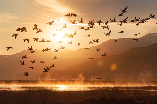 A Flock of Birds Flying over a Lake at Sunset Background photo