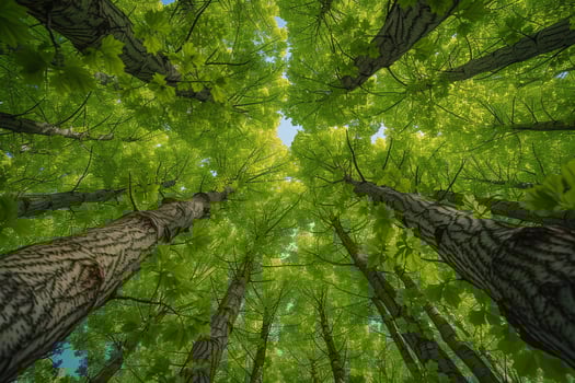 Canopy view forest background photo