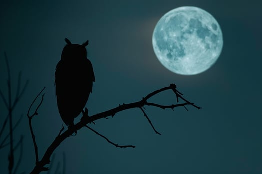 Owl on branch with moon in background photo