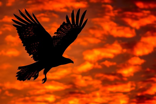 Silhouette of an Eagle Flying in the Sky Background photo