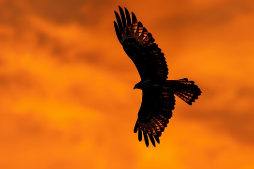 Bird Flying in Sky Background photo