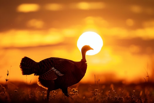 Turkey silhouetted against the setting sun Background photo