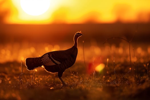 Turkey walking in a field at sunset Background photo