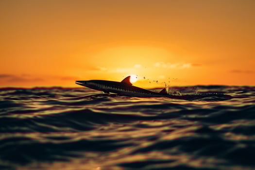Dolphin swimming in the ocean at sunset Background photo