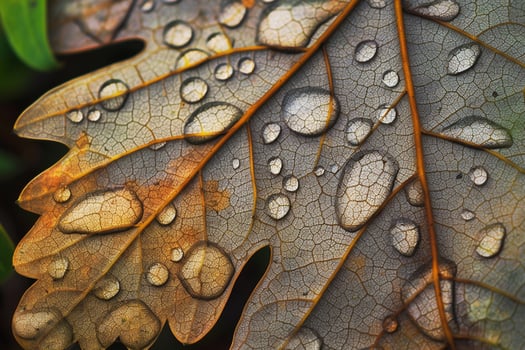 A  of a leaf with water droplets on it background photo