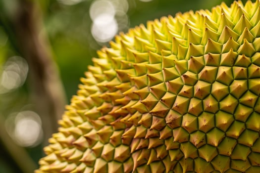 of Yellow Fruit Background photo