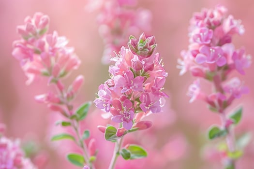 pink flowers in a field with a blurry background photo