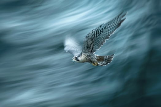 Bird Flying with Blurry Background Background photo