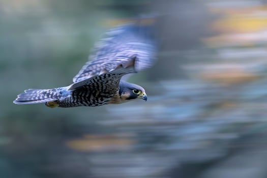 Bird Flying with Blurred Background Background photo