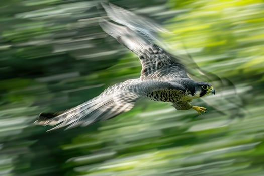 Bird Flying through the Air with Blurred Background Background photo