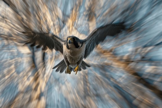 Peregrine Falcon Flying Through Air Background photo