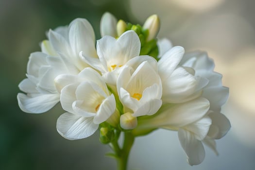 White flowers are blooming in a vase Background photo