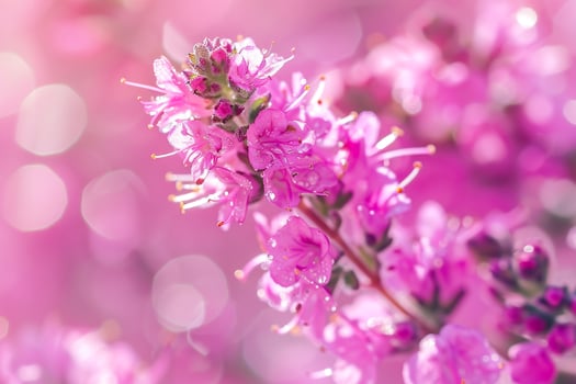 Pink Flowers in Sunlight with Bokeh Background photo