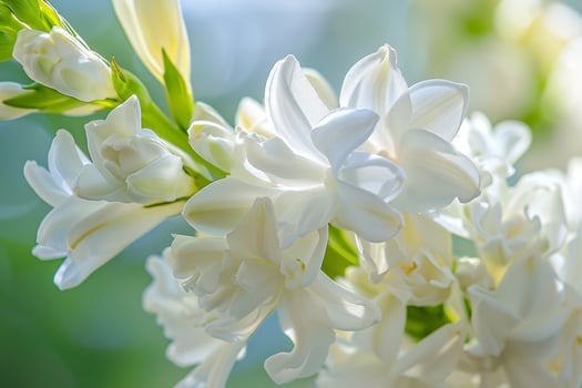 White Flowers in Sunny Garden Background photo