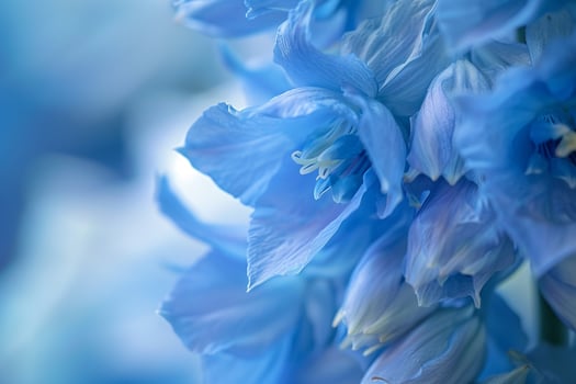 Blue Flowers in a Photo