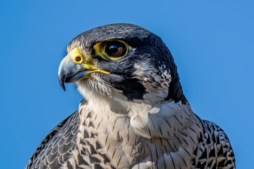 a  of a falcon with yellow eyes with nature background photo