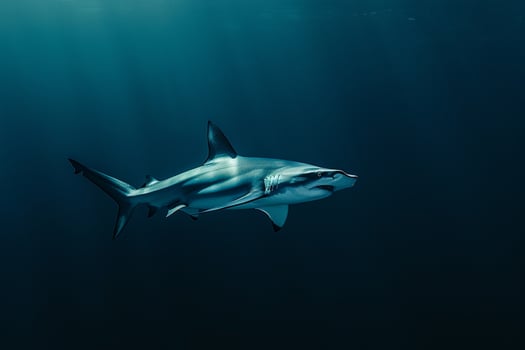 Shark Swimming in the Ocean with Sunlight Background photo
