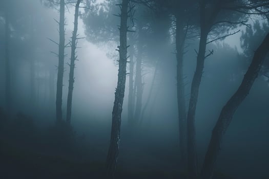 A dark forest with fog and trees, background photo