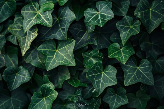 Ivy leaves background photo