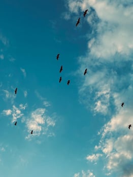 Birds flying between clouds photo