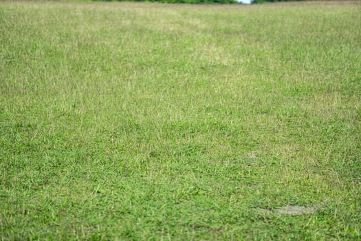 Grass flower background image, empty space, wallpape photo