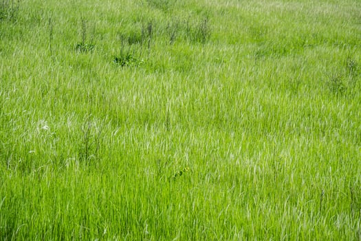 Grass flower background image, empty space, wallpape photo