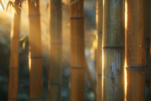 sunlight shining through the bamboo trees background photo