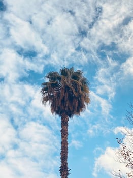 Trees and Flowers photo