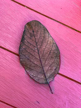 Detailed close-up of a dried leaf resting on a vibrant pink wooden surface, highlighting the intricate leaf veins and contrasting colors. Perfect for themes of nature and textures photo
