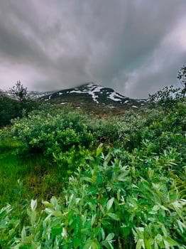 A group of bushes in the mountains of Norway. photo