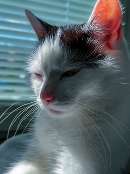 White and black cat on window background with blinds in sunlight photo