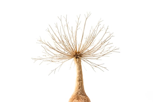 Dry Branch With White Background photo