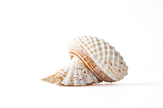 Closeup of a seashell on a white background photo
