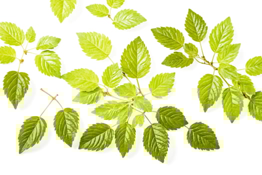 Green leaves isolated on white background photo