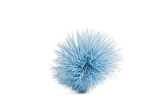 Blue Grass Bush photo