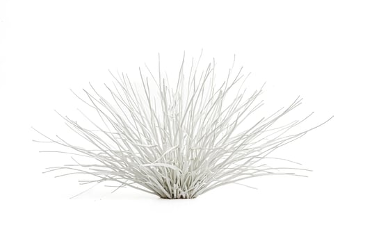 White Grass Plant Isolated on White Background photo