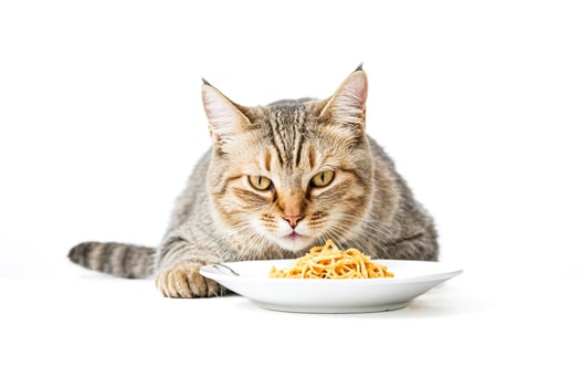 Tabby Cat Staring at a Plate of Pasta photo