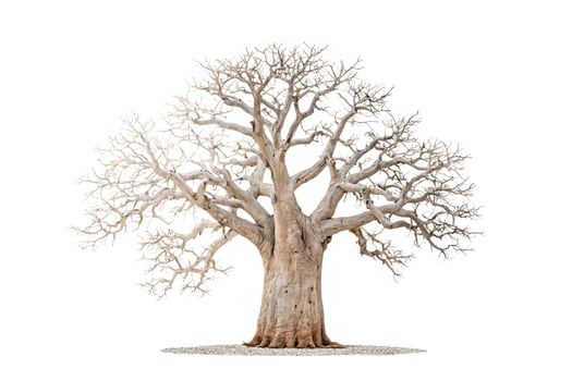 Isolated Baobab Tree on White Background photo