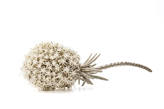 Dried Flower with Spiky Stem photo