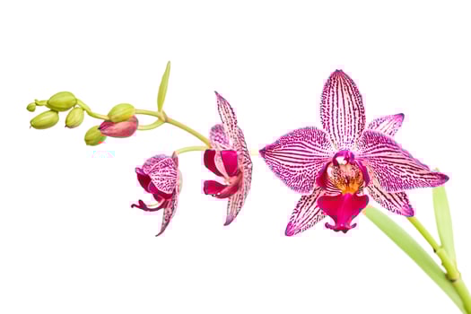 Pink and White Orchid Flower with Green Stem Isolated on White Background photo