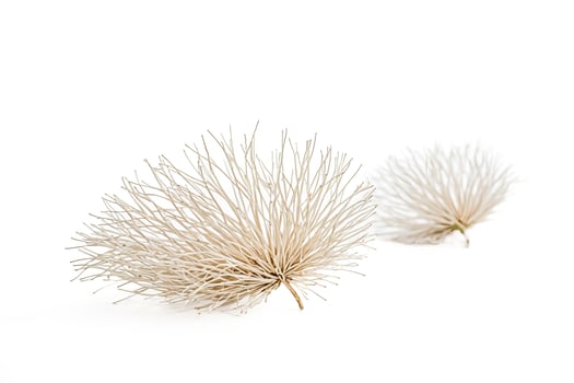 Dried Thistle Flower with Blurred Background photo