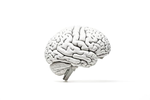 White Brain on White Background photo