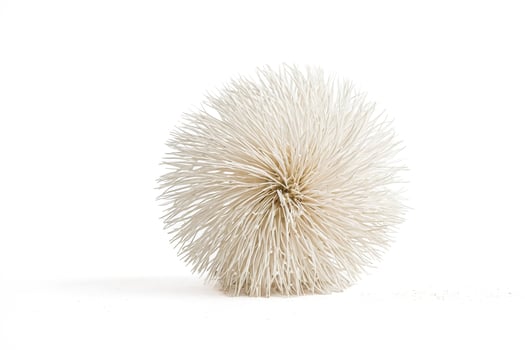 White Spiky Ball Isolated on White Background photo