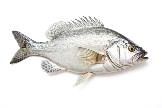 Fresh Sea Bass Isolated on White Background photo