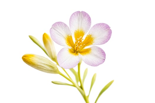 Close-up of a delicate pink and yellow flower with buds photo