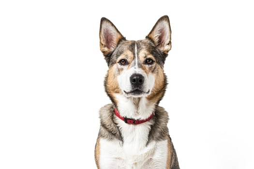 Portrait of a Dog with a Red Collar photo