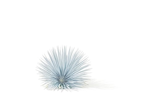Single Blue Palm Leaf with Shadow on White Background photo